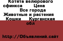 Котята велюрового сфинкса. .. › Цена ­ 15 000 - Все города Животные и растения » Кошки   . Курганская обл.